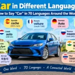 car-in-different-languages